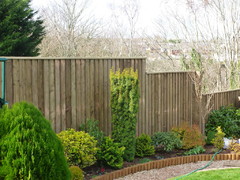 New feather edge fencing